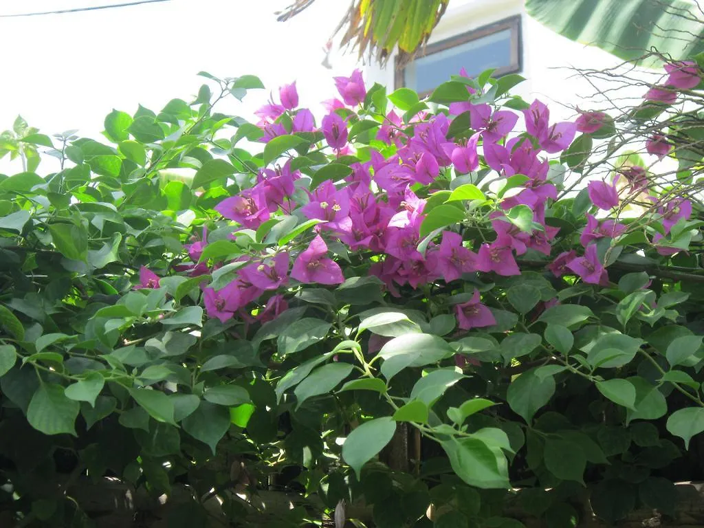 Local Beach Homestay Hoi An Vietnam